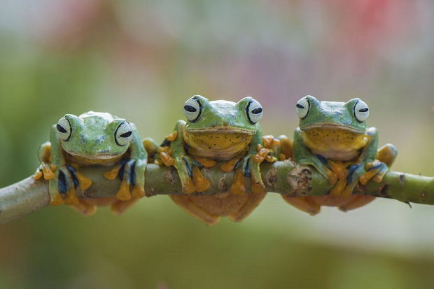 Are Frogs Reptiles? Nope! Here’s Why