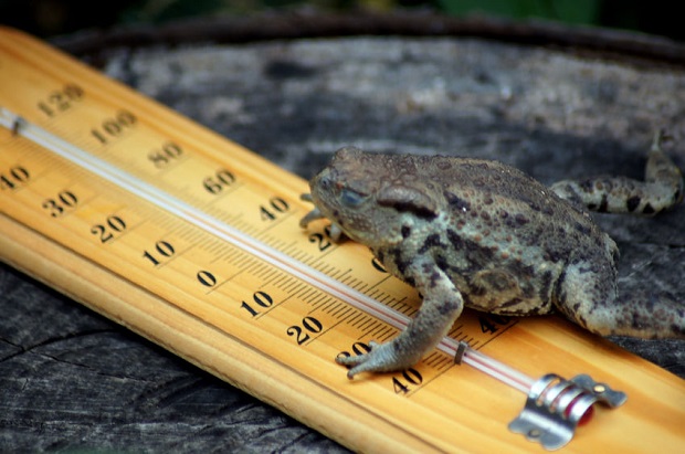 Do Frogs Hibernate - Characteristics