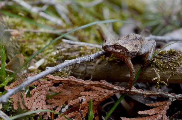 Do Frogs Hibernate - Freeze Tolerance