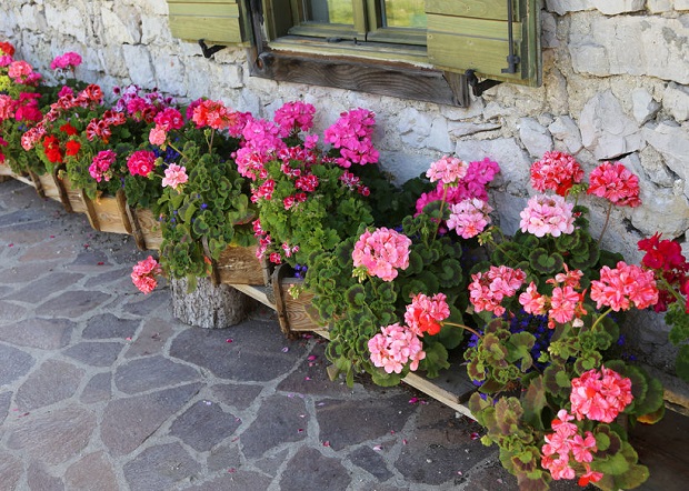 Are Geraniums Poisonous to Dogs - Symptoms