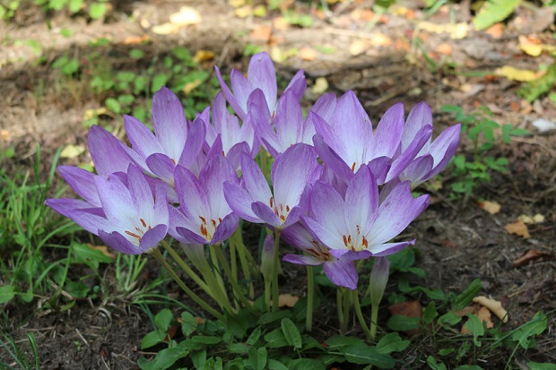 Autumn Crocus