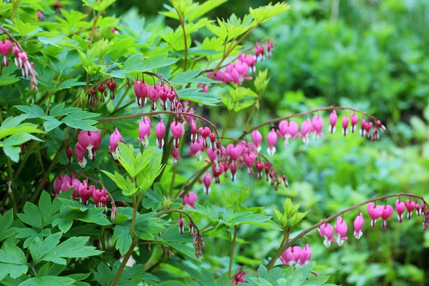 Bleeding Heart