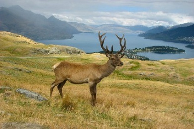 Do Deer Eat Geraniums?