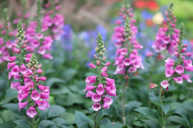 Foxglove