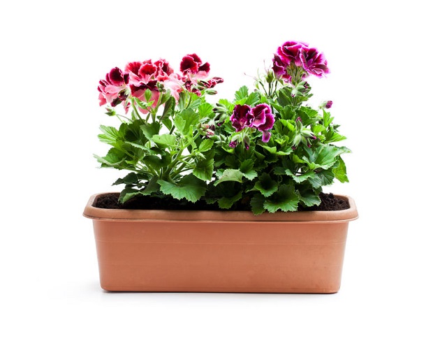 How Often Do You Feed Geraniums?