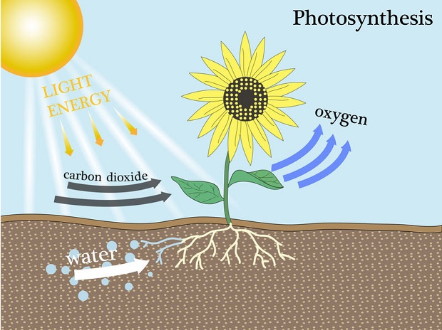 How Often to Feed Geraniums - Photosynthesis