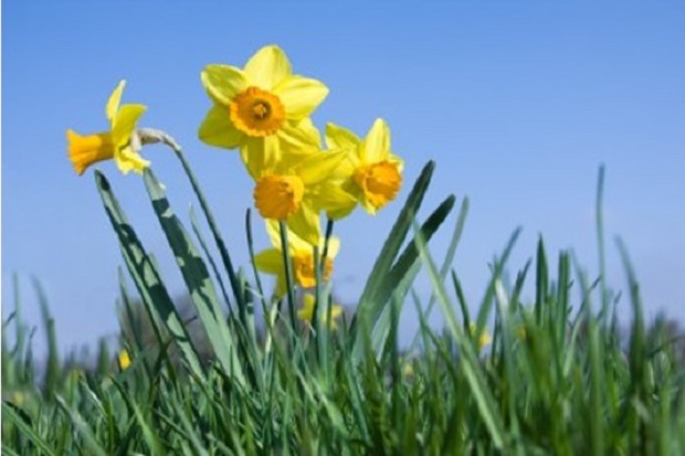 How to Avoid Daffodil Bulb Rot | Daffodil Growing Guides