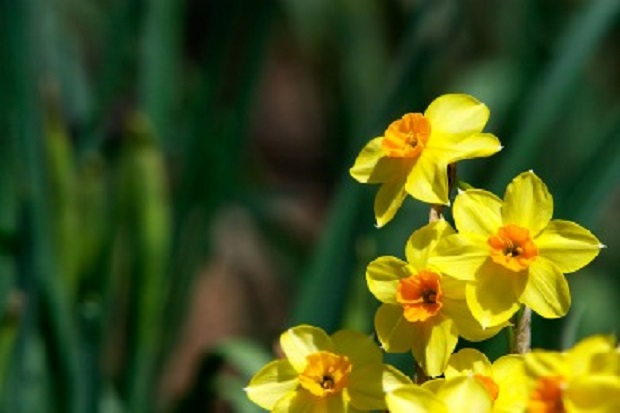 How to Grow Daffodils – Daffodils Growing Guides