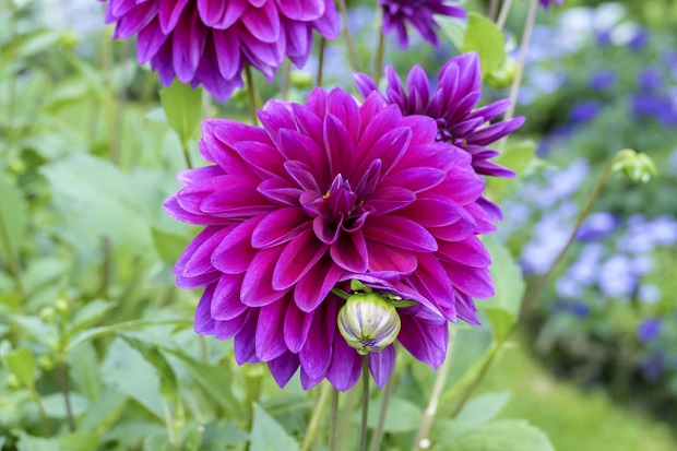 How to Grow Dahlias – Dahlias Growing Guides