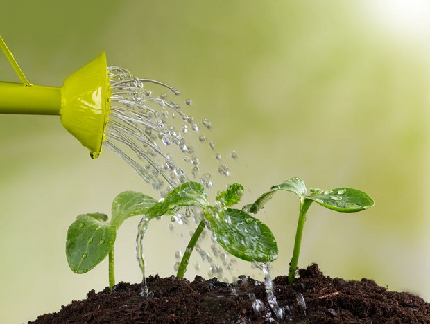 How to Grow Dahlias - Watering