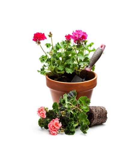How to Keep Geraniums Over Winter - Dry