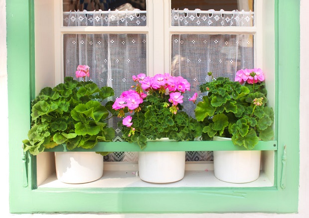 How to Keep Geraniums Over Winter - Pots