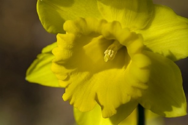 How to Propagate Daffodils