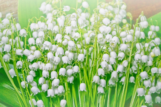 Lily of the Valley