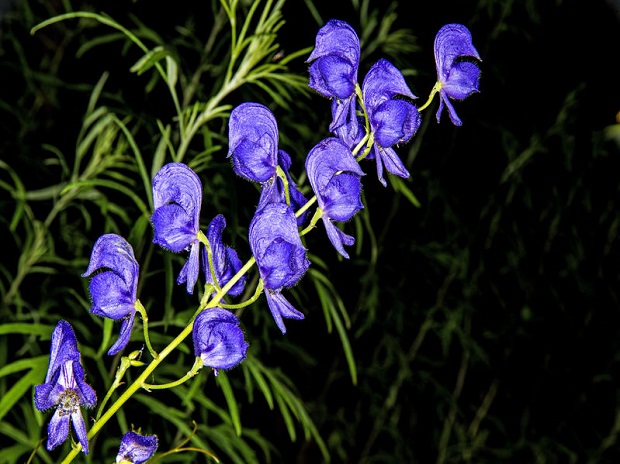 Monkshood