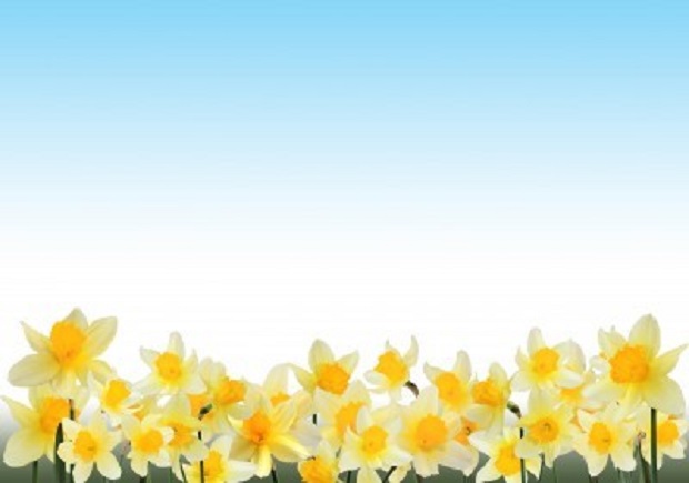 When Do You Fertilize Daffodils? Daffodils Growing Guides