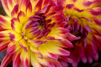 When to Plant Dahlias – Dahlias Growing Guides