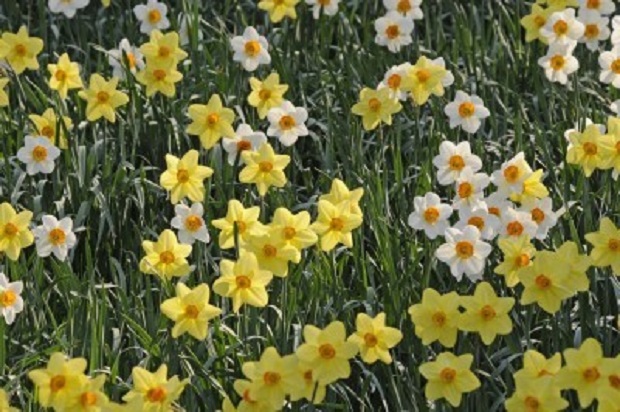 Why Aren’t My Daffodils Blooming?
