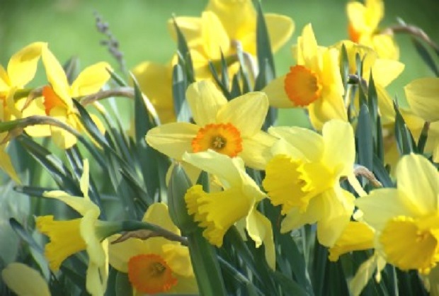 How to Divide Daffodils