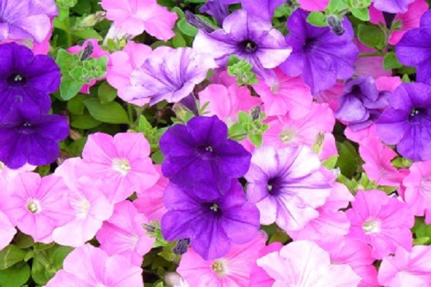 How to Grow Petunias from Seed