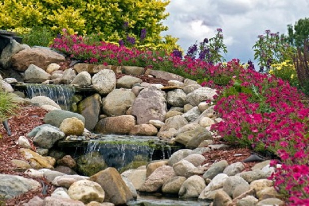 How to Grow Petunias