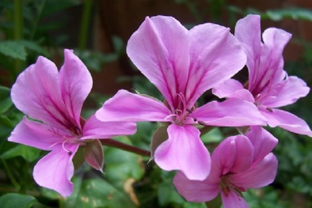 How to Plant Geraniums from Seed