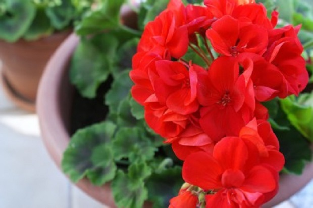 How to Plant Geraniums