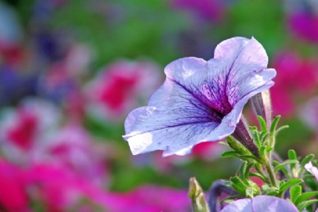 How to Plant Petunias