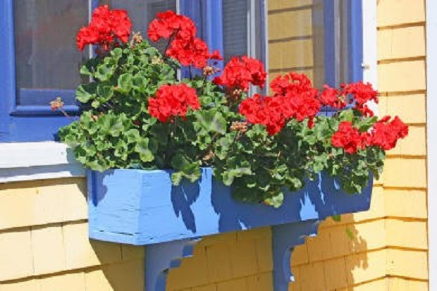 How to Propagate Geraniums