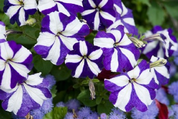 How to Propagate Petunias