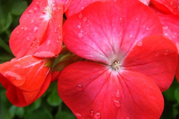 How to Start Geraniums from Cuttings
