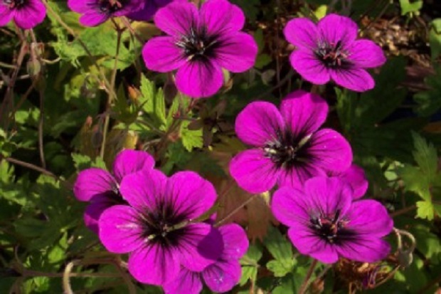 Quick Guide to Growing Geraniums