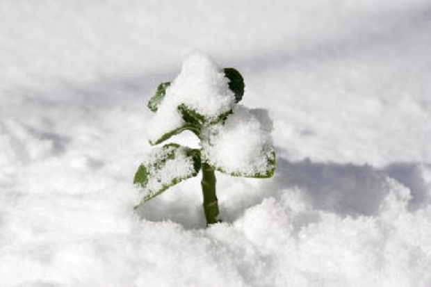 When Can I Put Out Geraniums?