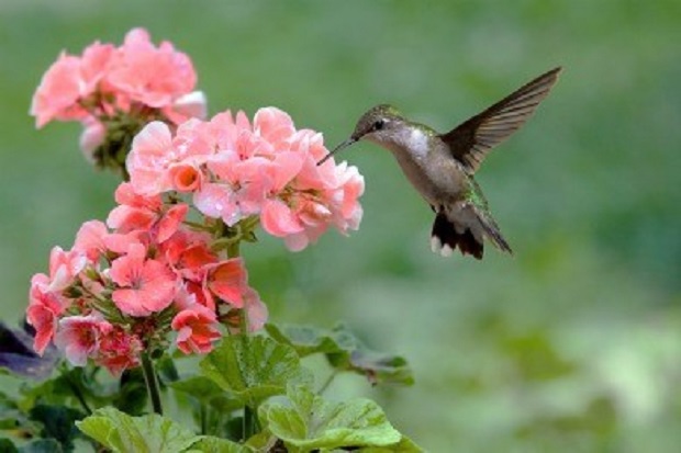 When Do Geraniums Flower