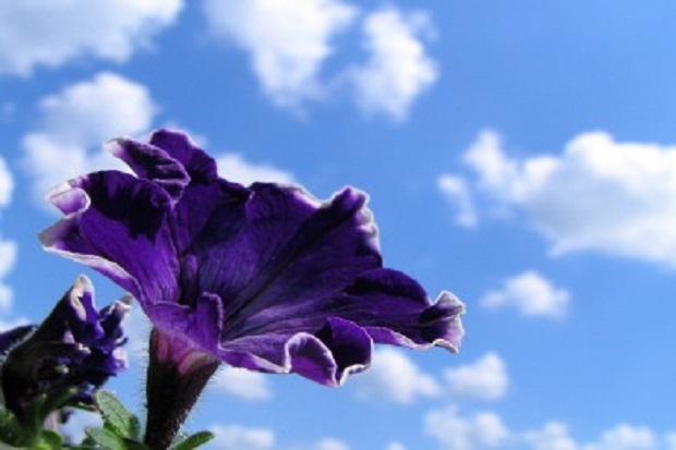 When to Plant Petunias