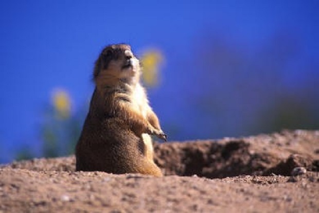 Do Gophers Eat Tulip Bulbs?