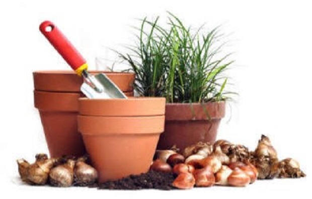How to Store Tulip Bulbs | Tulips Growing Guides