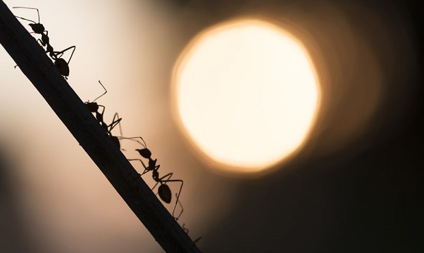 Do Ants Have Brains - Sensory