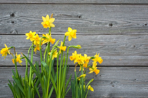 Do Daffodils Spread? How Daffodils End Up In the Strangest Locations