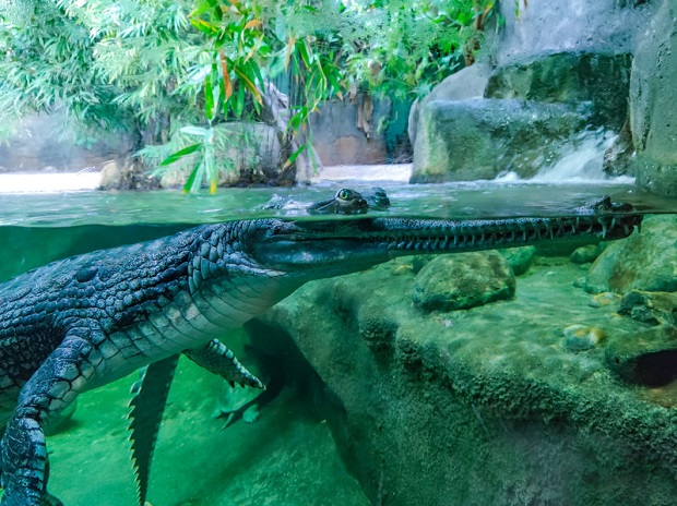 What Do Crocodiles Eat - Stones