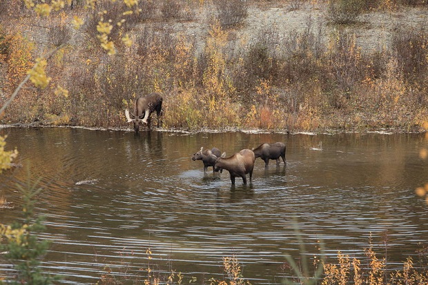 Can Moose Swim - Comfort