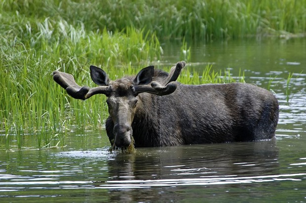 Can Moose Swim - Divers
