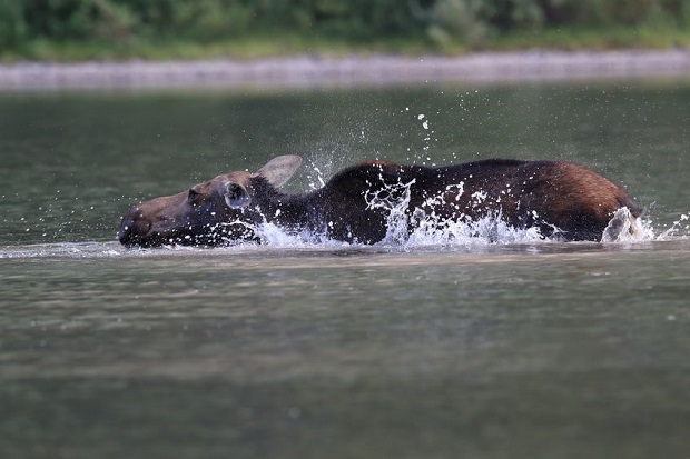 Can moose swim - great distances