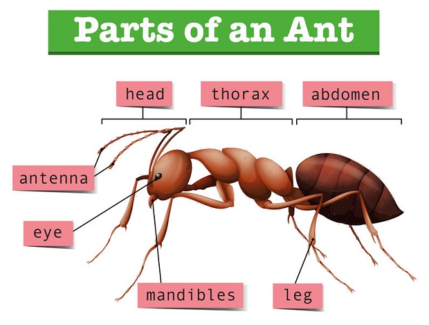 Do Ants Have Muscles - Anatomy