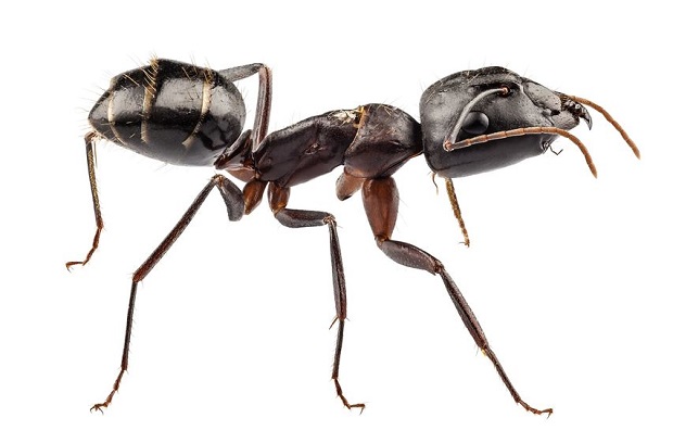 Do Ants Have Muscles - Locomotion
