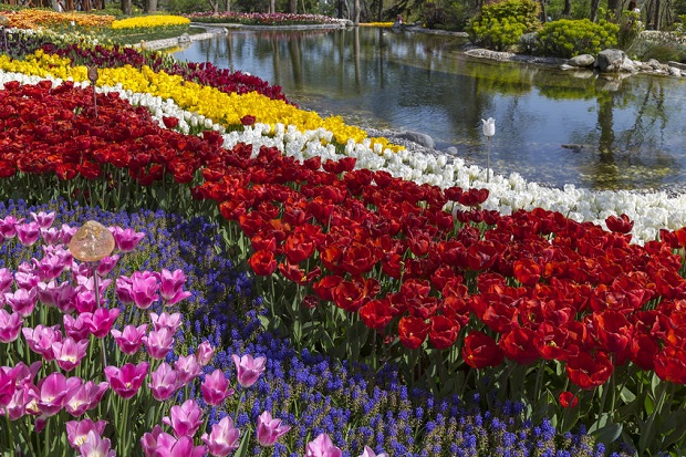 Tulip garden park pond