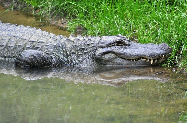 What Is the Difference Between an Alligator and Crocodile? Alligator