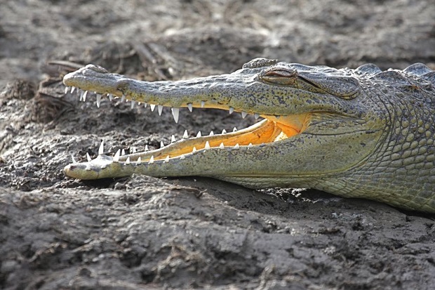 What Is the Difference Between an Alligator and Crocodile? Crocodile