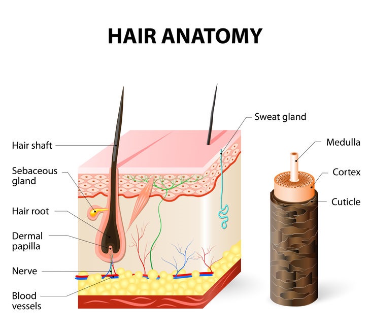 How long does demi permanent hair color last - hair anatomy