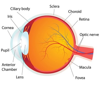 시력 교정을위한 안경 작동 방법-해부학